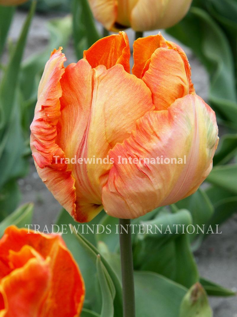 Tulipa Parrot King | Tradewinds International