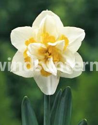 Narcissus White Lion Tradewinds International Narcissus White Lion Tradewinds International
