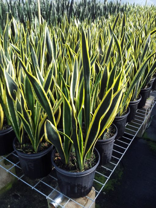 Sansevieria Black Gold - Tradewinds International