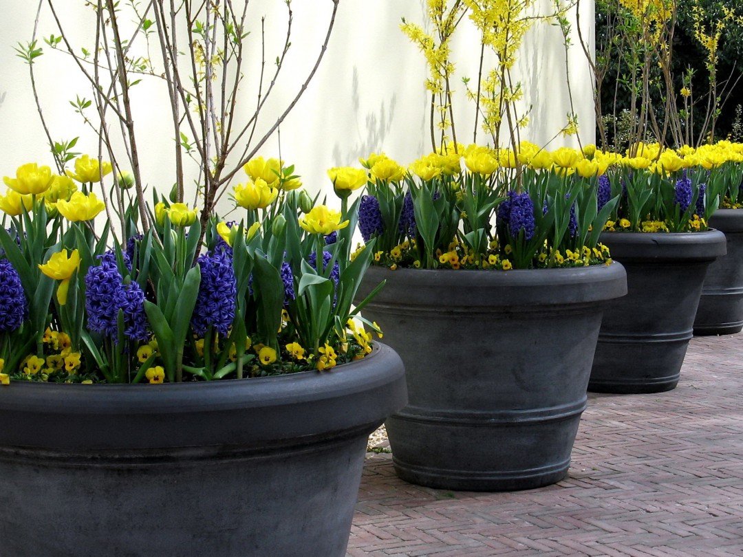 Potted Flower Bulbs Tradewinds International