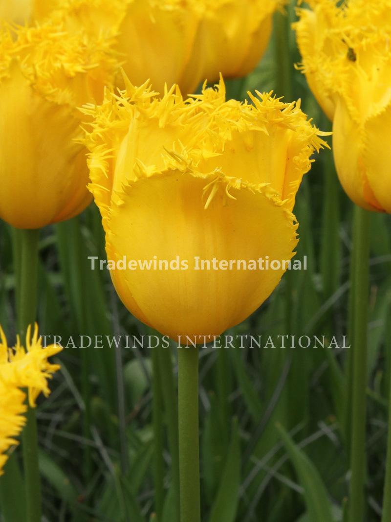 Tulip Hamilton Tradewinds International