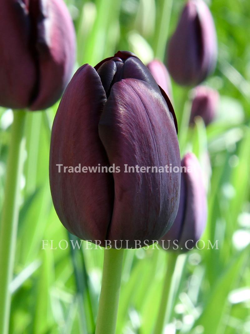 Tulip Queen Of Night Tradewinds International