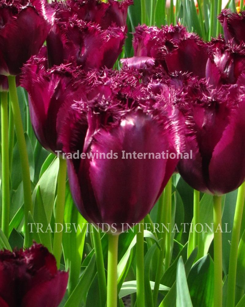 Tulip Labrador - Tradewinds International