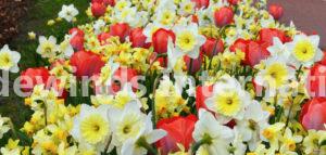 flower bulbs