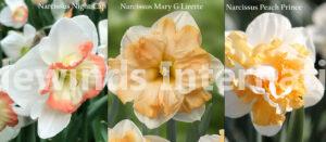 daffodils, narcissus, flower bulbs