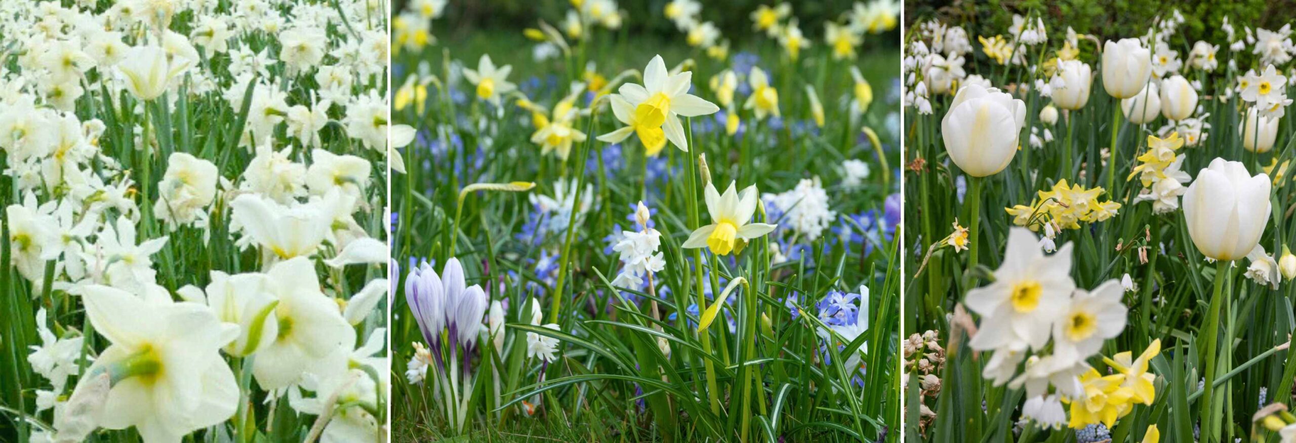 BIO Mixes - slider 2025 - Tradewinds International