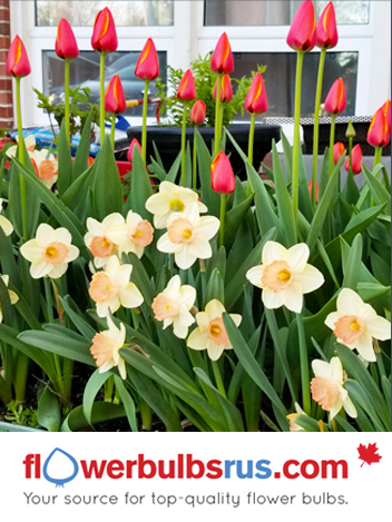 tulips, flower bulbs